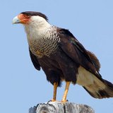 12SB2601 Crested Caracara